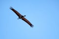 Beautiful flying demoiselle crane or Grus virgo