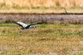 Beautiful flying demoiselle crane or Grus virgo