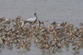 Demoiselle crane or Grus virgo and Godwits observed near Nalsarovar in Gujarat Royalty Free Stock Photo