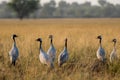 Demoiselle crane or Grus virgo in a group or flock with a pattern in open grassland or grass field at landscape of Tal Chhapar