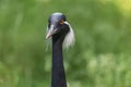 Demoiselle crane, Grus Virgo, a migratory bird. The symbol of India and Pakistan