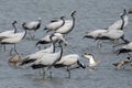 Demoiselle crane or Grus virgo observed near Nalsarovar in Gujarat, India Royalty Free Stock Photo