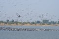 Demoiselle crane or Grus virgo observed near Nalsarovar in Gujarat, India Royalty Free Stock Photo