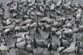 Demoiselle crane or Grus virgo observed near Nalsarovar in Gujarat, India Royalty Free Stock Photo