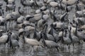 Demoiselle crane or Grus virgo observed near Nalsarovar in Gujarat, India Royalty Free Stock Photo