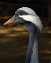 demoiselle crane bird(Grus virgo) Royalty Free Stock Photo