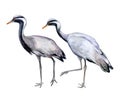 Demoiselle crane isolated on white background. Watercolor.
