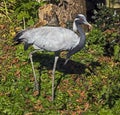 Demoiselle crane 7