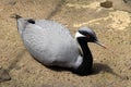 Demoiselle crane sits on the ground. Bird close-up. Royalty Free Stock Photo