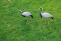 Demoiselle Crane