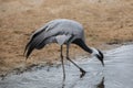 Demoiselle crane (Anthropoides virgo). Royalty Free Stock Photo