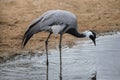 Demoiselle crane (Anthropoides virgo). Royalty Free Stock Photo