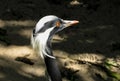 Demoiselle Crane & x28;Grus virgo& x29; Royalty Free Stock Photo