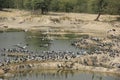 Demoiselle Cranes flock together in Guda Bishnoiyan Royalty Free Stock Photo