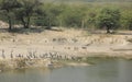 Demoiselle Cranes flock together in Guda Bishnoiyan Royalty Free Stock Photo