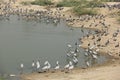 Demoiselle Cranes flock together in Guda Bishnoiyan Royalty Free Stock Photo