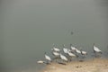 Demoiselle Cranes flock together in Guda Bishnoiyan Royalty Free Stock Photo