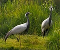 Demoiselle Cranes