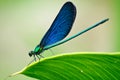 Demoiselle on the leaf