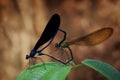 Demoiselle Mating