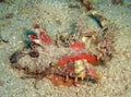 Demon stinger (Inimicus Didactylus) in the filipino sea January 13, 2012 Royalty Free Stock Photo
