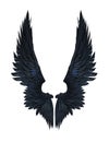 Demon Wings, Black Wing Plumage Isolated On White
