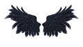 Demon Wings, Black Wing Plumage on White Background