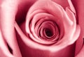 Demonstrating color 2023 Viva Magenta. Rose petals in macro. Soft focus. trendy abstract wallpaper. Royalty Free Stock Photo