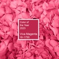 Demonstrating color of 2023 year. Viva Magenta. Magenta Hydrangea flowers background with text color of the year 2023