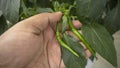 Demonstrating a pair of medium size green chili from indoor garden's plant in Dhaka, Bangladesh