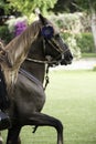 Demonstration of the Peruvian Paso horse mounted by his chalan