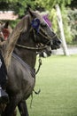 Demonstration of the Peruvian Paso horse mounted by his chalan