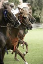 Demonstration of the Peruvian Paso horse mounted by his chalan