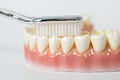 Demonstration of proper teeth brushing technique using a dental model in a clean, bright environment Royalty Free Stock Photo