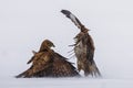 Demonstration of strength between predatory birds