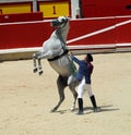 Demonstration of taming horse in the bullring of P Royalty Free Stock Photo