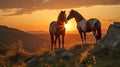 A demonstration of tenderness among beautiful horses in the mountains at sunset. Agriculture and horse care Royalty Free Stock Photo