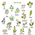 Demulcent herbs. Hand drawn set Royalty Free Stock Photo