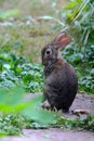 Demurely Posed Bunny Rabbit Eastern Cottontail Sylvilagus floridanus Royalty Free Stock Photo