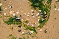 Den Helder, the Netherlands. June 2021.Close up of the beach. Sand, seaweed and shells. Royalty Free Stock Photo