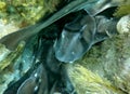 Den of sleeping Port Jackson Sharks at Christies Beach Royalty Free Stock Photo