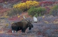 Denali Moose with Fall Colors