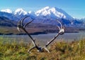 Denali Mountain Range with caribou antlers