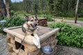 Denali National Park has its own sled dog kennels. A husky sits on top of his dog house