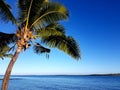 Denaru Island Palm
