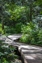 dence green forest with boardwalk