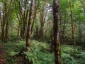 Dence green forest with maples and ferns