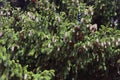 Dence green spruce branches with brown fir cones