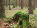 Dence spruce forest in the Sumava mountain Royalty Free Stock Photo