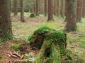 Dence spruce forest in the Sumava mountain